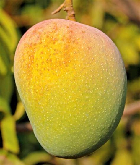 Raja mango sarvic